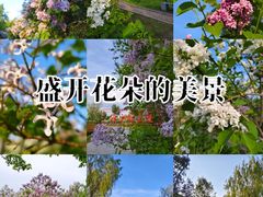 -群力丁香公园