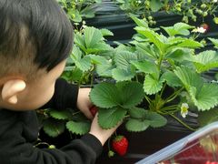 -甜心庄园·甜心草莓采摘园(西青中北店)