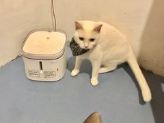 -猫色咖啡·猫咖