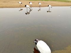 -黑龙江扎龙生态旅游区