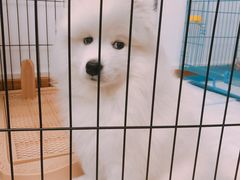 -翊宠yipet猫狗购宠庄园犬舍•猫舍