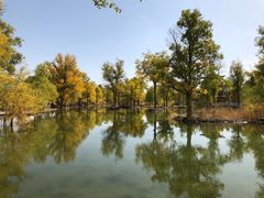 -金塔沙漠胡杨林景区