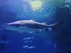 -海合安武汉极地海洋公园