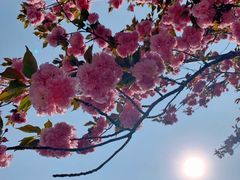 -天王浮山樱花园