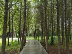 -溱湖国家湿地公园