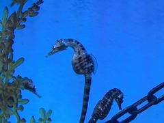 -上海海洋水族馆