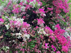 -深圳国际园林花卉博览园