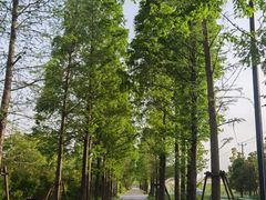 -广富林郊野公园