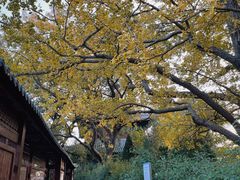 -青岛崂山太清宫