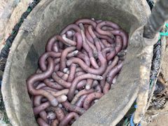 -北海金海湾红树林生态旅游区