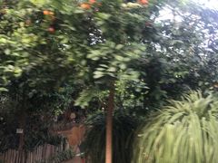 -呀路古热带植物园