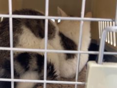 -中农国际动物医院24小时·猫科·骨科·急重症中心