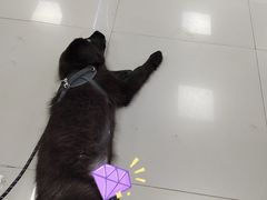 -瑞派宠物医院·24h·骨外科·皮肤科·全科宠物医疗转诊中心(沈阳浑南院)