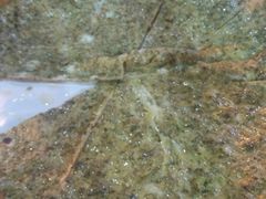 -弓虽昌焖烧鸡(大竹林店)