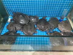 -元银甲·湖北地标美食(汉阳店)