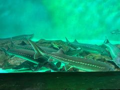 -太平洋海底世界