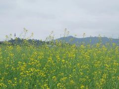 -光明小镇欢乐田园
