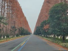 -黄海国家森林公园