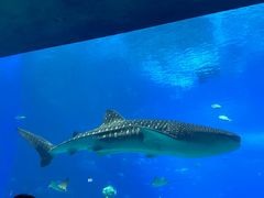 -珠海长隆海洋王国