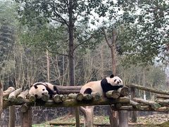 -都江堰中华大熊猫苑