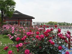 -鹅湖玫瑰文化园