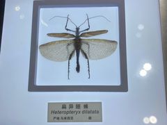 -上海昆虫博物馆