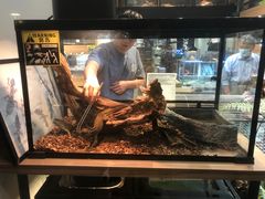 -酷以爬仙阁实体爬宠店·守宫·蜥蜴·专业繁育