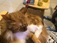 -平行世界·猫咖(首经贸店)