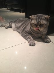 点击看大图 -AC TATTOO 纹身