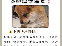 -美联众合动物医院·24h转诊中心