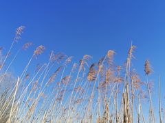 -马家湾湿地公园