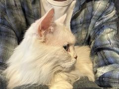 -猫猫幼稚园·撸猫·桌游·电玩