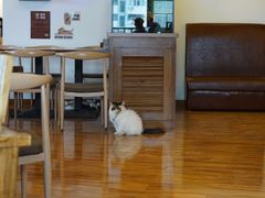 大堂-喵园·猫主题咖啡厅·撸猫·猫咖(国贸店)