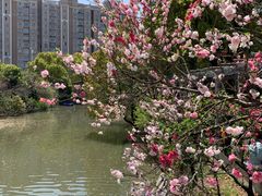 -南汇桃花村