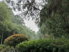 -铁山坪森林公园