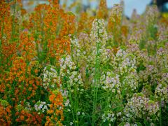 -中国天府农业博览园