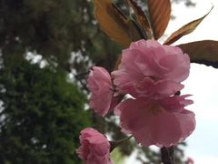 -西安青龙寺遗址景区