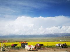 -青海湖国家重点风景名胜区