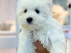 -翊宠yipet猫狗购宠庄园犬舍•猫舍