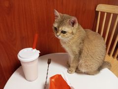 -楼上猫咖(罗湖店)