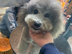 -more than meow吴止猫主题餐厅(承德 中船汇店)