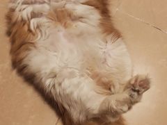 -凯特喵百思猫专科医院