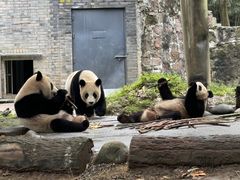 -都江堰中华大熊猫苑