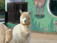 -鄂尔多斯野生动物园