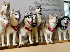 -Husky Go! 哈士奇体验馆·宠物咖啡厅狗咖