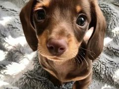 -萌宠之家·腊肠犬·马尔泰·小体犬舍
