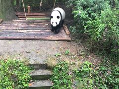 -熊猫厨房