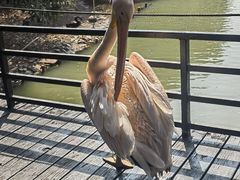 -南沙水鸟世界生态园
