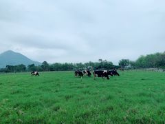 -瑞穗牧场