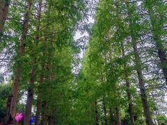 -黄海国家森林公园